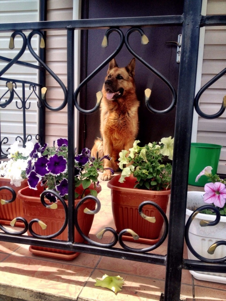 пес без клички кореневская.jpg пес без клички кореневская.jpg