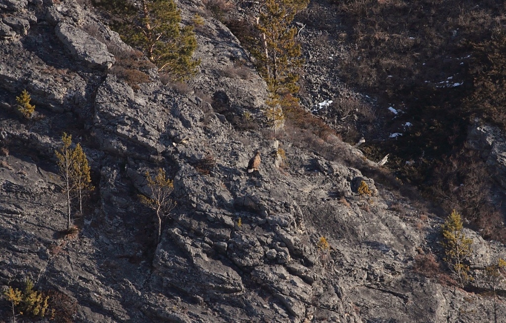 Агафонова С орлан-белохвост (3).jpg Агафонова С орлан-белохвост (3).jpg