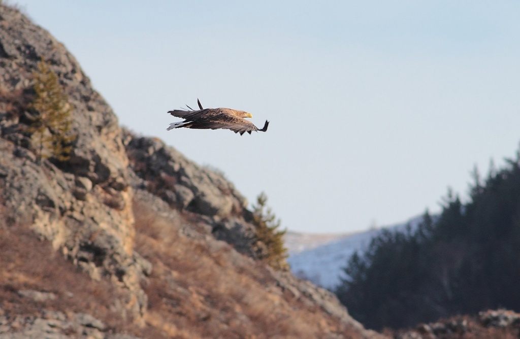 Агафонова С орлан-белохвост (2).jpg Агафонова С орлан-белохвост (2).jpg