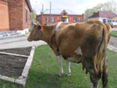 korov.jpg