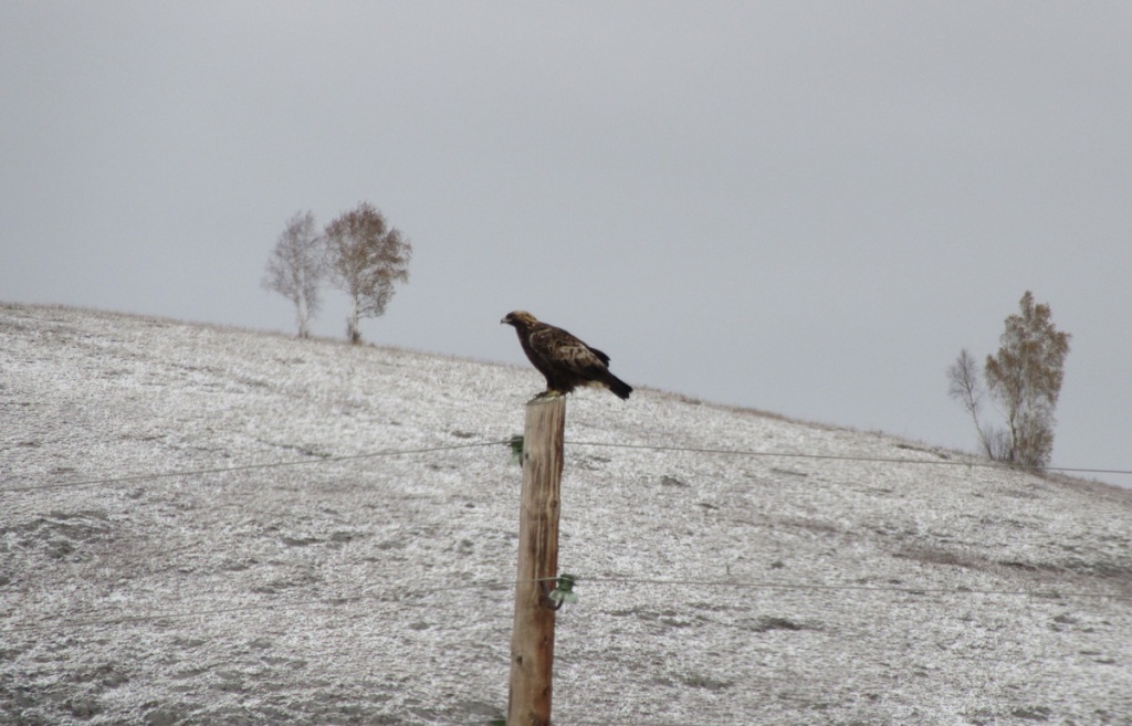 Фото А. Слукин Могильник.JPG