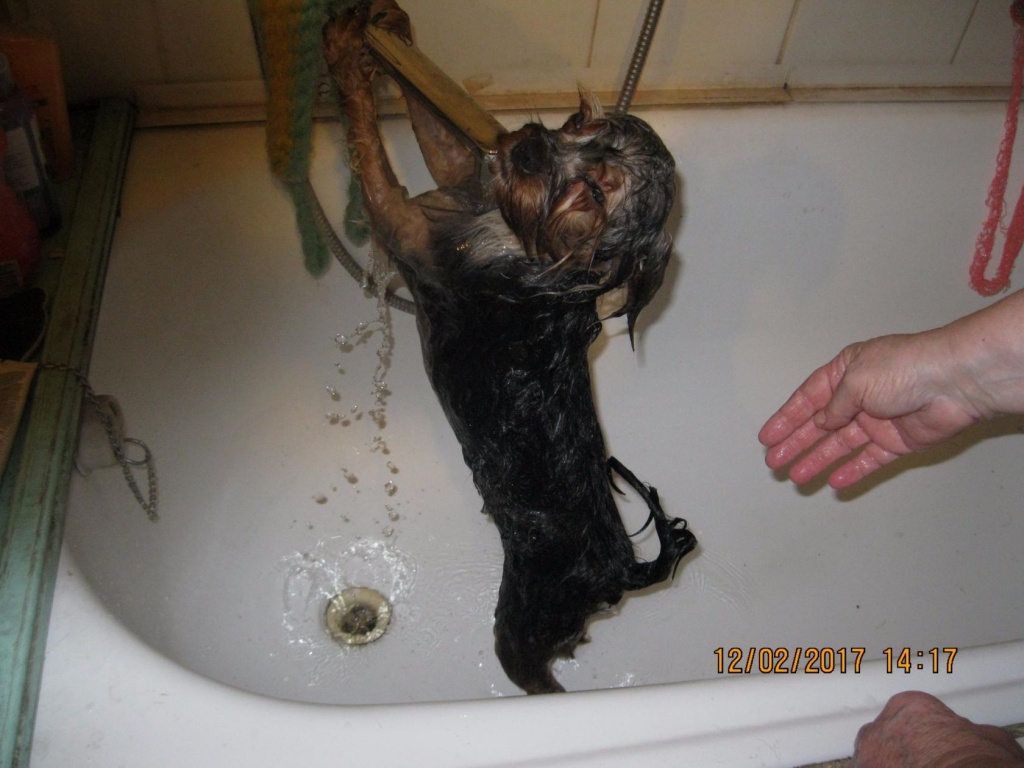 надежда Нарожнова пес.jpg