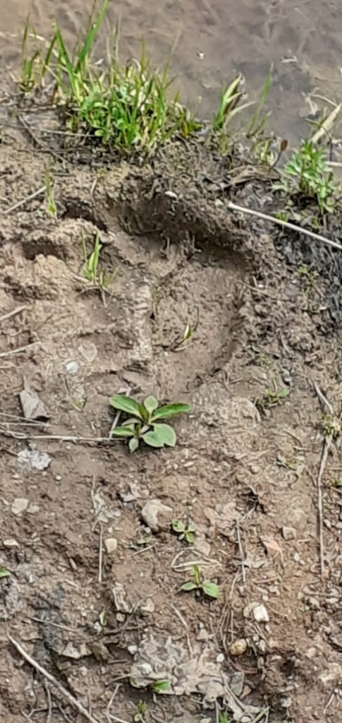 След медведя Фото Н.Фёдоров.jpeg