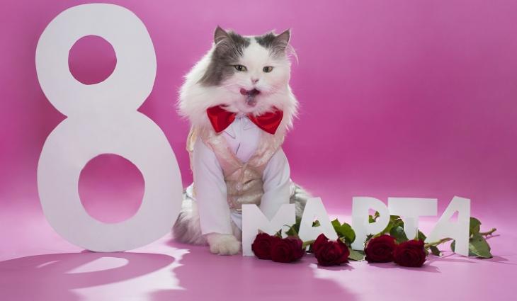 holidays_international_womens_day_cute_cat_congratulating_on_march_8_097094_.jpg