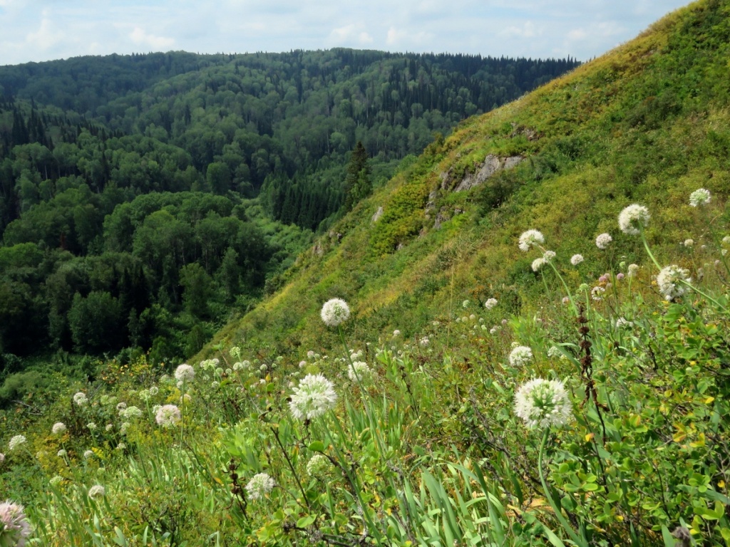 12. Лук. Фото Л. Смирнова.JPG