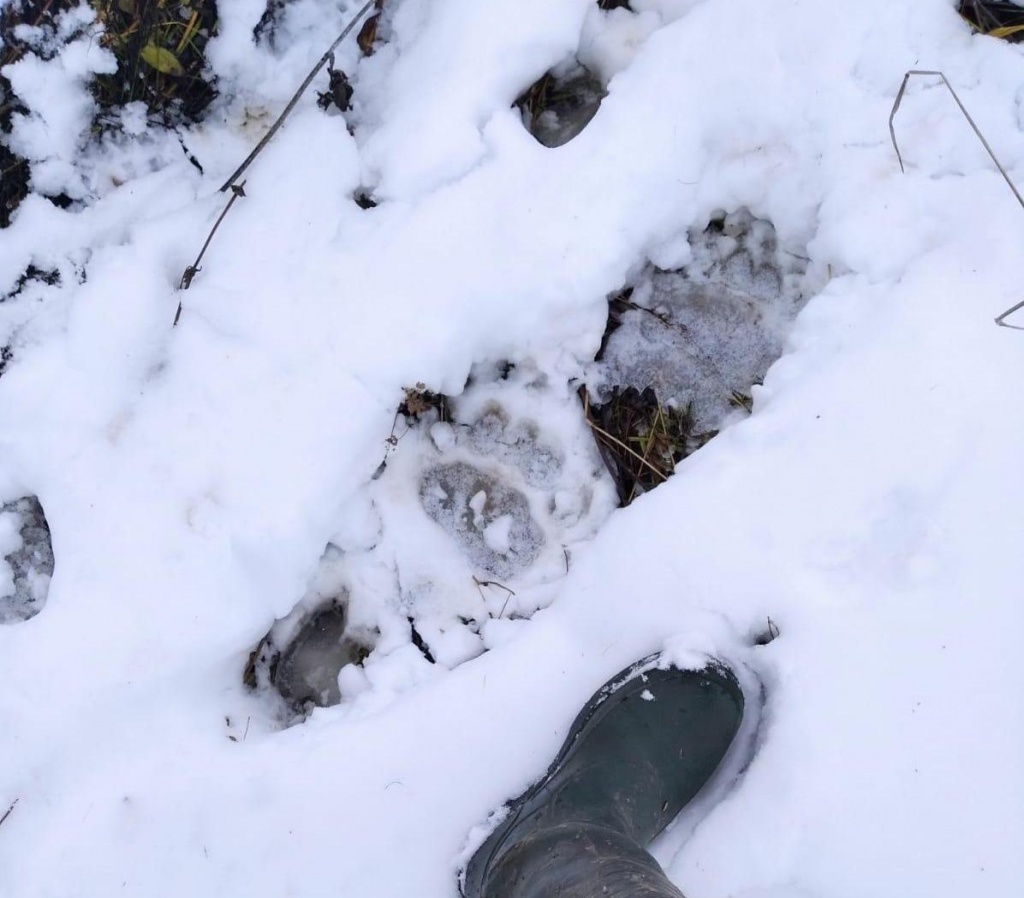 Фото Андрей Слукин Медведь Тигирек.jpeg