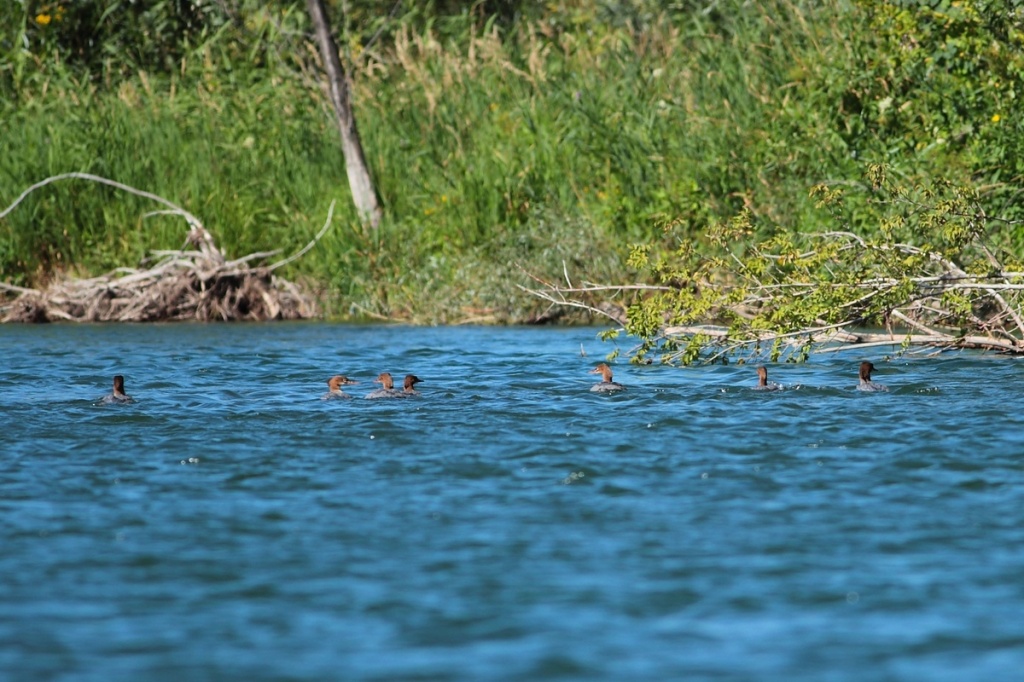 Большой Крохаль Фото С. Агафонова.jpg
