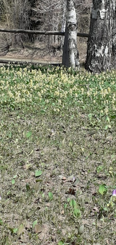 хохлатка Фото Н.Фёдоров.jpeg