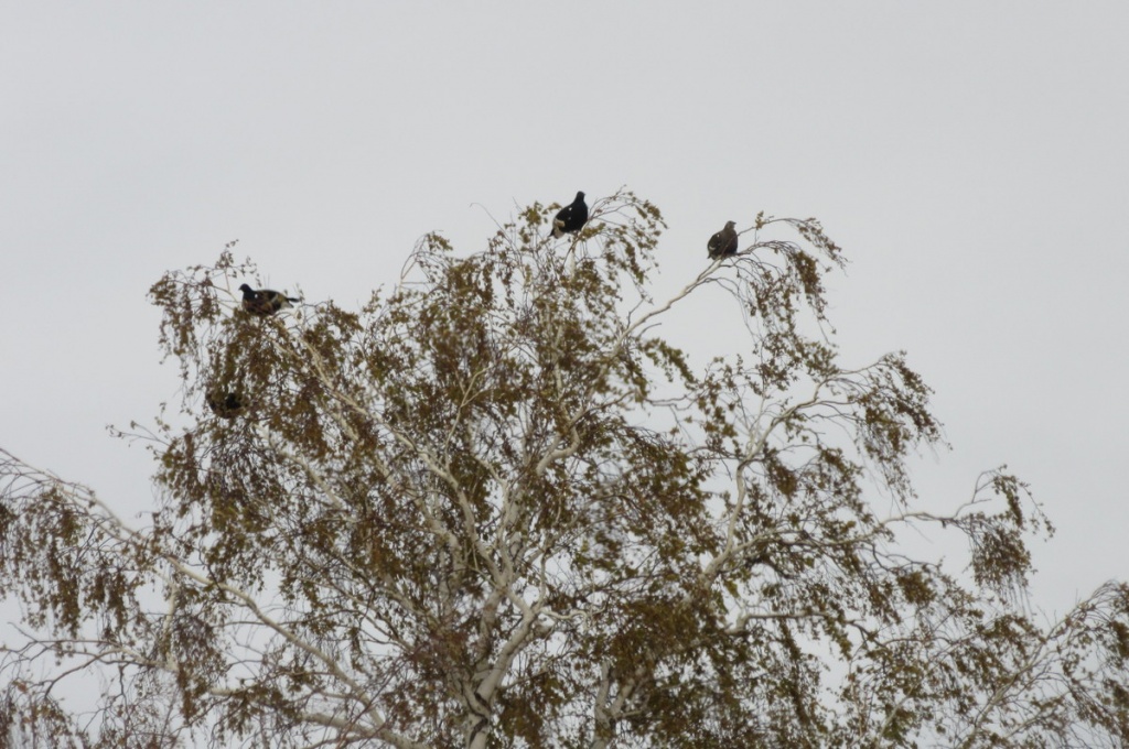 Фото А. Слукин тетерева.JPG