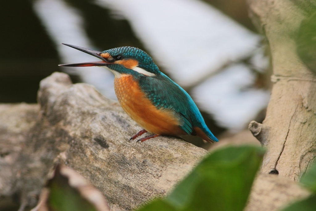 Зимородок Фото С.Агафонова.jpg