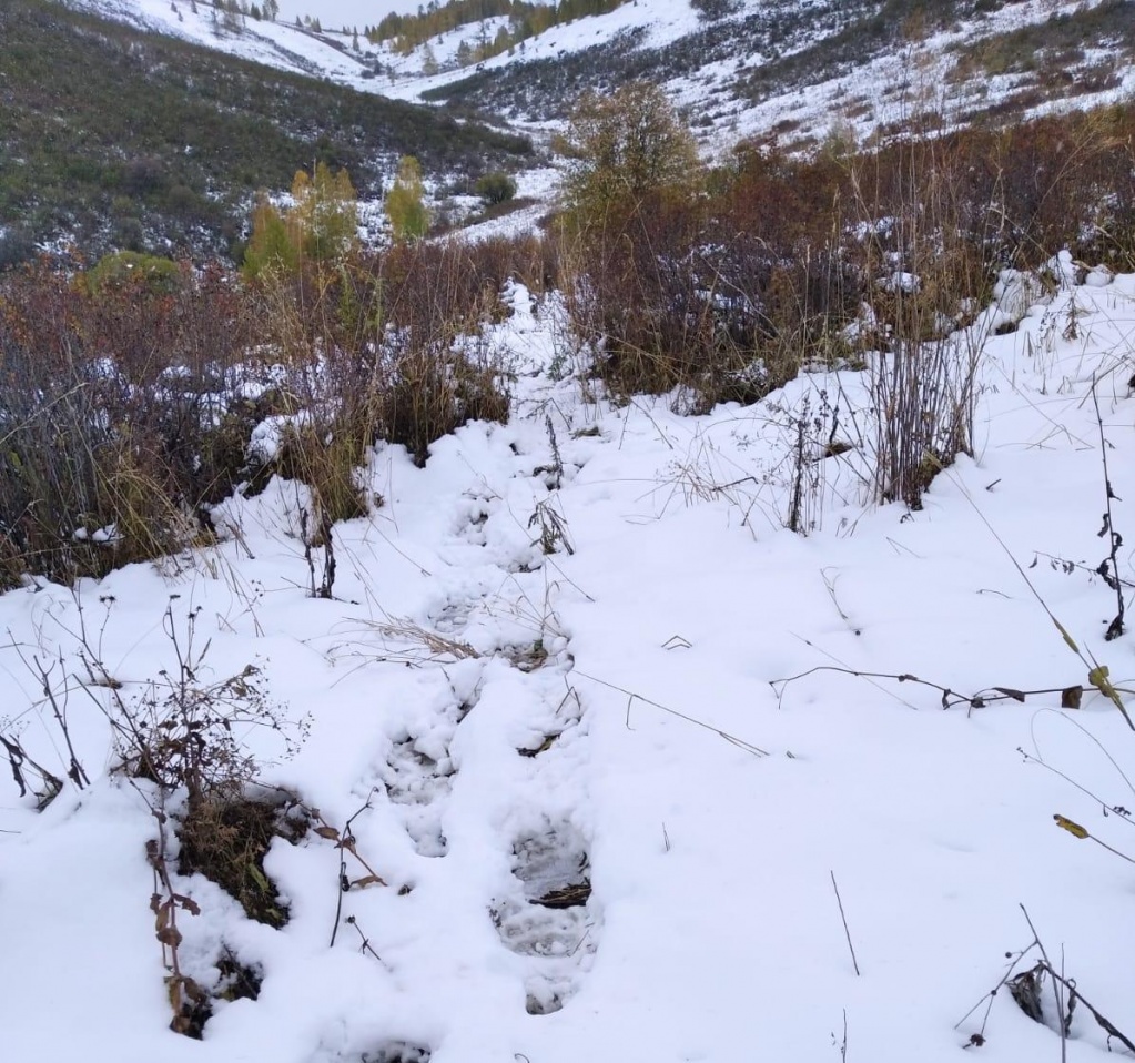 Фото А. Слукин медведь.jpeg