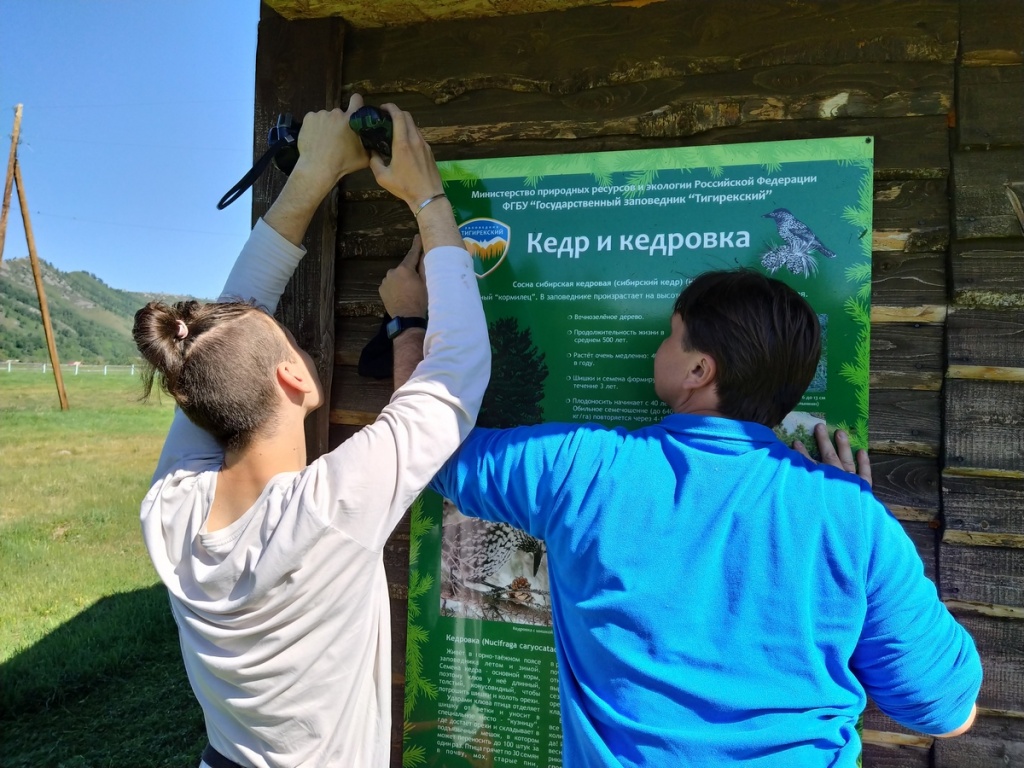 Фото Д. Соломахин кедр и кедровка.jpg